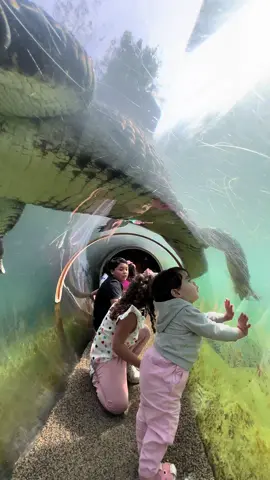 Um dia incrivel no zoológico de Miami #foryou #viral #zoomiami