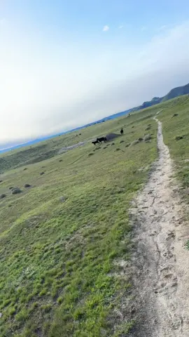 Full video on YouTube. But hey look at them cows!   #cows #cow #cowsofinstagram #moo #hike #hikes #germanshepherd #shepherd #dog #dogs #dogsofinstagram #puppy #puppies #reels #funny #viral #daily #instagram #tiktok #pet #pets 