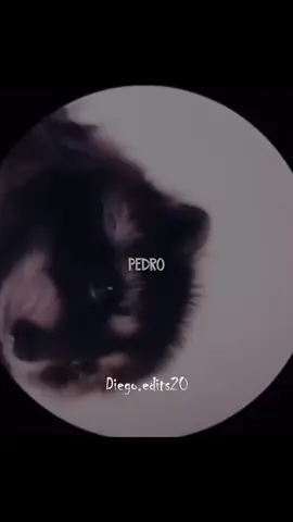 Pedro - Raffaella Carrà 🎧🕶️ . . . . @diego.edits20  #diegoedits20 #raffaellacarrà #raffaellacarra #pedro #viralvideo  #rolitaschidas #rolitas30segundos #rolitas #subespañol #traduccion #mapache 
