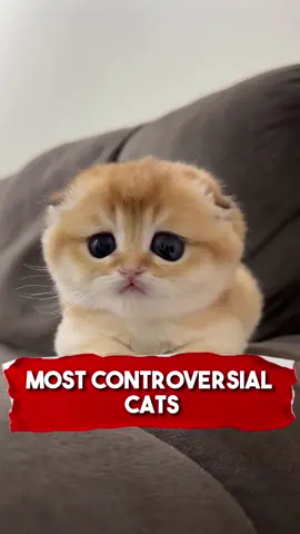 Most Controversial Cat Breeds 😱 🐱 #animals #cat #catsoftiktok #fyp #richyvidz 