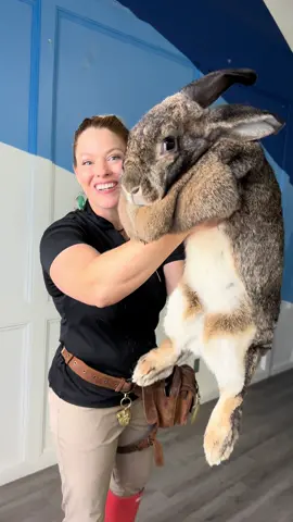 Have you ever seen such a big bunny?! #flemishgiant #flemishgiantrabbit #rabbit #bunny #rabbitsoftiktok #bunnylove #bunnytok #flemishgiantbunny #bigbunny #animals #animalsoftiktok #fyp #viral 