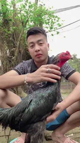 Ô chân xanh mắt ếch😍#gà_chọi_việt_nam #gà_chọi_việt_nam #xuhuong #hungyen89❤️ #gà_chọi_việt_nam #xuhuong #xuhuong #hungyen89❤️ #xuhuong2024 