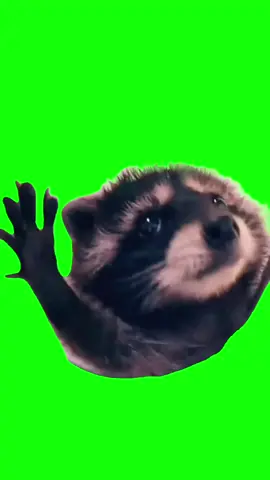 Green Screen Dancing Racoon Meme  #greenscreen #greenscreenvideo #racoon #pedro #pedropedro #CapCutTemplate