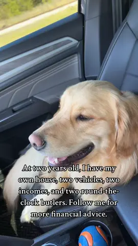 Follow for more tips ☀️#goldenretrieverlife #dogsoftiktok #financialadvice #dogtrends #teddythegolden #dogtok 