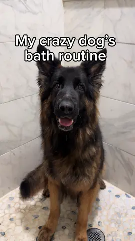Do you think Tiffany enjoyed it? 🧼🐾🤎 #dogsoftiktok #dogbath #doggrooming #asmr #germanshepherd 