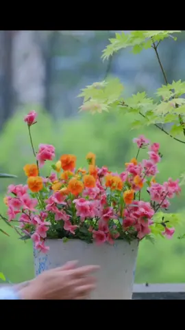 Một buổi sáng cuối tuần ngọt ngào 🧡🌼💜🌸 #weekend #WeekendVibes #peaceful #spring #teatime #morning #vibes #dailyvlog #relax #fresh #naturelover #flowers #enjoy 