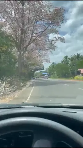 හලාවත - කක්කපල්ලිය  රොබරෝසියා 🌸✨