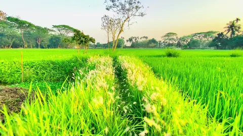 প্রকৃতির সুন্দর দৃশ্য আছে বলে হইতো জীবনে এত সুন্দর.!🏞#foryou #foryoupage #unfrezzmyaccount #fpyシ #viralvideo #view #viralvideo #view #bdtiktokofficial #পকৃতির_অপরুপ_সুন্দর_দৃশ‍্য🇧🇩🌊💝 #tiktok #cinematic #1m #bdtiktok #tiktokbangladesh🇧🇩 @TikTok @For You @TikTok Bangladesh 