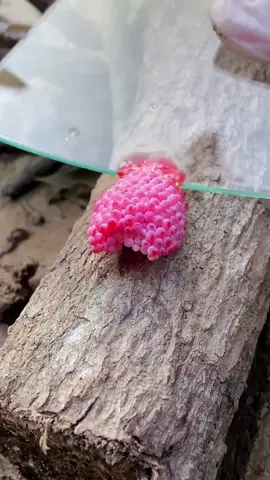 Crushing Apple Snail Egg ASMR #viral #fyp #satisfying #asmr 