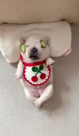 #french #animals #pet #frenchies #pets #PetsOfTikTok #frenchiebaby #cute #cutepet #cutebaby #pup #frenchbulldog #puppy #puppy #frenchies #puppies #puppytiktok #frenchiepuppies #dog #doggo #frenchiepuppy #doglove #fun #funnyvideo #dogsoftiktok #fyp 