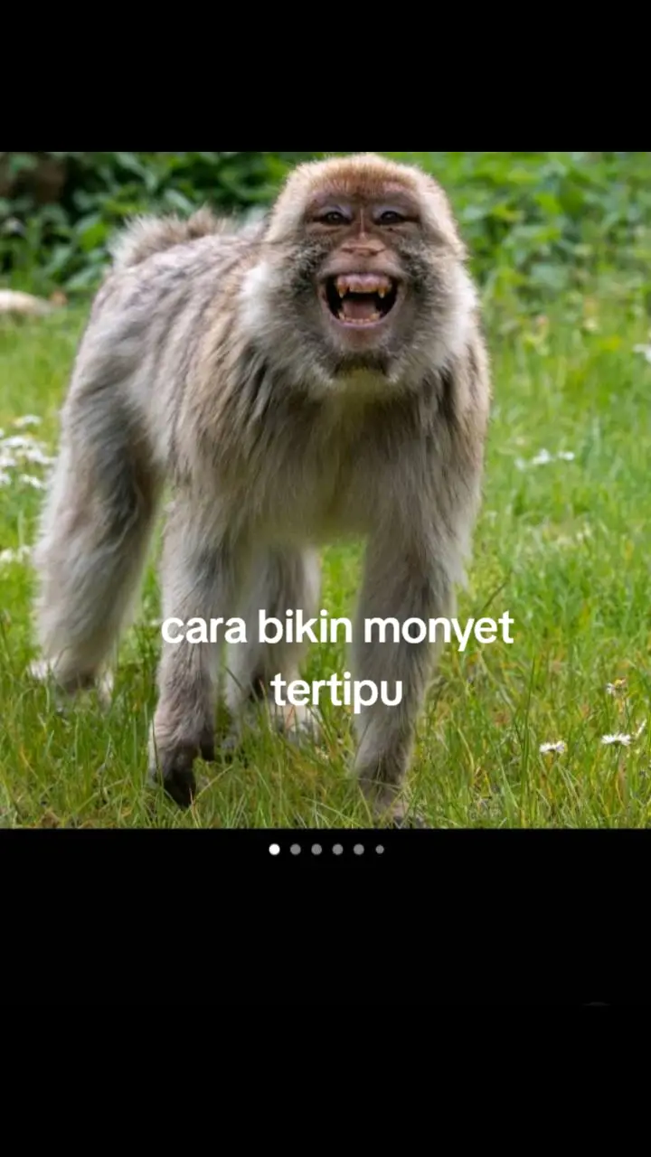 semoga monyetnya gak marah #fyp #fypシ #foryou #foryoupage #foryoupage 