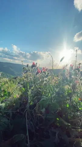 #وائل_كفوري🎤🎧🎼🎸 #كل_ما_بتشرق_شمس_نهار_تاخد_لعيونك_صور🤩💖🌸🎀 #اغلى_رفيقه_على_قلبي❤ #rwaidaallaw #like #explorepage #fybシviral 