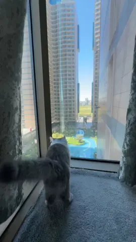 #اكسبلورexplore #CapCut #قطتي_الجميلة #اربيل_العراق_كوردستان #erbil #امپايراربيل #صباحكم_أحلى_صباح #شعب_الصيني_ماله_حل😂😂 