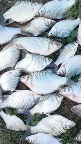Versi Video hasil mancing ikan tawes #mancing #ikantawes #ikanlalawak #tawes #lalawak 