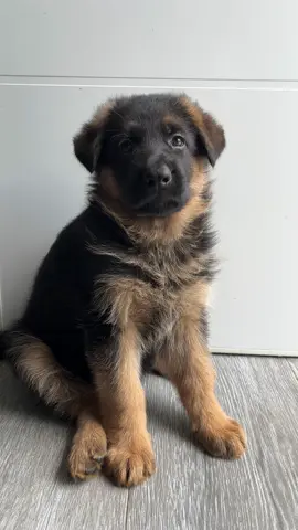 Darko con apenas 2 meses🥹🥹🥹🥹🥹🥹🥹🥹🥹🥹🥹💖  #pastoraleman #germanshepherd #cachorro #puppy #puppylove #perrostiktokers #perrosinfluencers #humor #comedia #mascotas #entretenimiento #cute #bebe #adorable #amor #Love #perro #hijo #voz #viral #parati #foryou #fypシ 