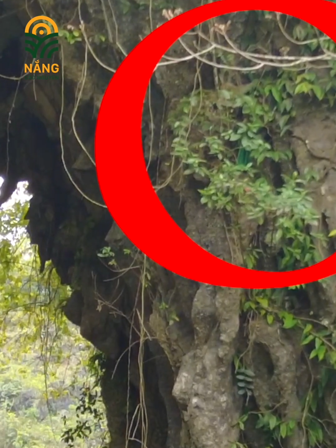 CHIẾC KHĂN ĐƯỢC TREO TRÊN VÁCH NÚI BAO NĂM THÁNG #nangcaonguyen #khamphavungcao #hagiang