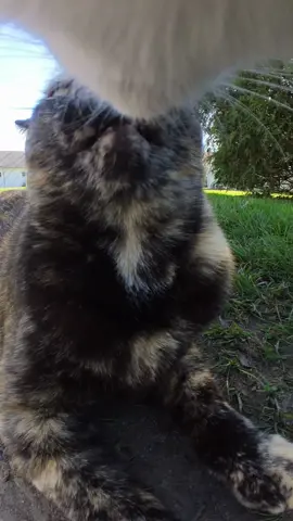 Undercover Camera Cats 📣🐈 #fyp #cat #meow 