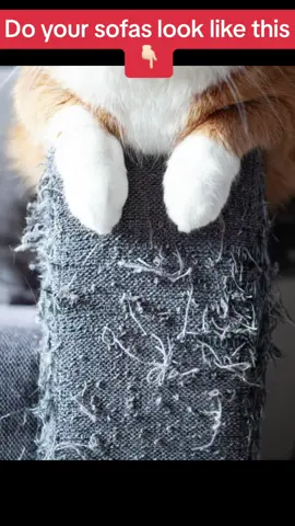 You need these 🤪🤓🐈 #mumsoftiktok #TikTokShop #ttshop #tiktokmademebuyit #review #cat 