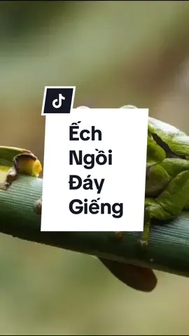 Ếch ngồi đáy giếng. #suthatman #trithucgoc #vulaci #LearnOnTikTok #tiktokmentor #trietlycuocsong 