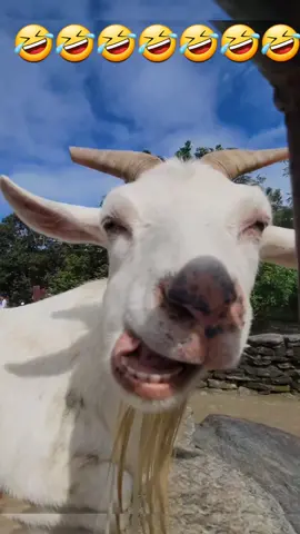 part | 5 #funnyvideos #funnyanimals #funnygoat #🤣  @animal's lovers 