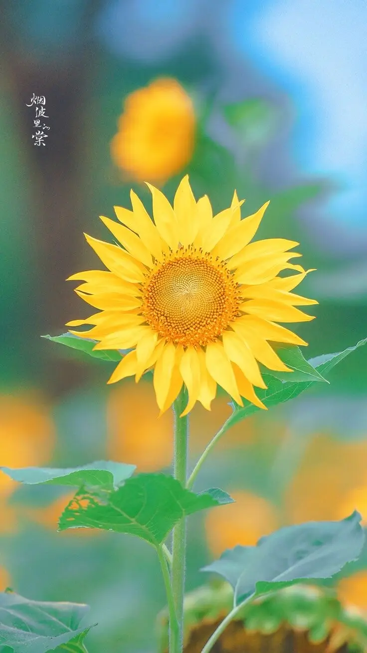 Hình nền Hoa Hướng Dương thu hút nhưng điều vui vẻ, tích cực và hạnh phúc.🌻🌻 Hình nền lưu được!❤️ #hinhnendienthoai  #hìnhnền  #hinhnen  #iphone  #dep  #flowers  #viral  #xuhuong  #hoahuongduong  #tichcuc  #hanhphuc  #behattieuhaycuoi  @🌱Sehundenroi🐣 