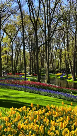 Spring time in the Netherlands is heaven🌷 . #keukenhofholland #keukenhof #visitnetherlands #netherlands🇳🇱 #holland #tulips #hollandtulips🌷 #travellife #traveltok #travelsdiaries #traveltips  