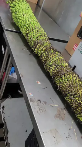 Thousand finger banana