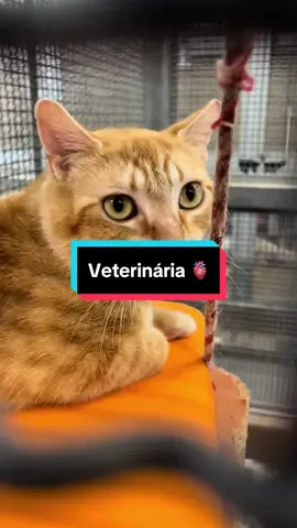A nossa casa-Medicina Veterinária 🩺🐶🐈 @Vasco Antunes @Tiago Magalhães @Afonso Brito #fy #fypシ #fypシ゚viral#foryoupage #vet #medicina #veterinary #veterinaria #animals#hospital#student #estudante#medicine 