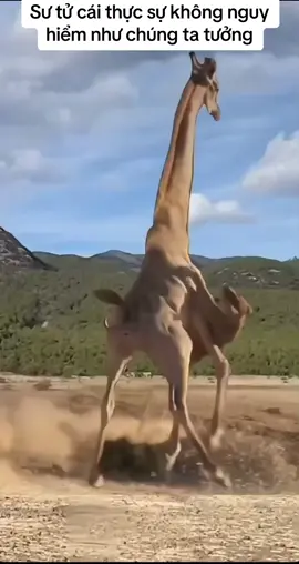 Sư tử cái bị hươu cao cổ tung cước bỏ chạy ...  #sutucai #sutu #huoucaocodachetsutu #viral #xuhuong #thegioidongvat 