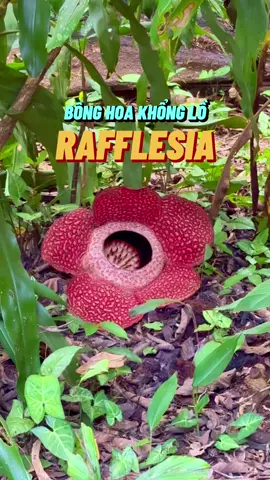 Bông hoa khổng lồ Rafflesia trong rừng nhiệt đới ở Sabah, Malaysia trong chuyến du lịch đa sắc. #travip #yeumaybay #LearnOnTikTok #longervideos 