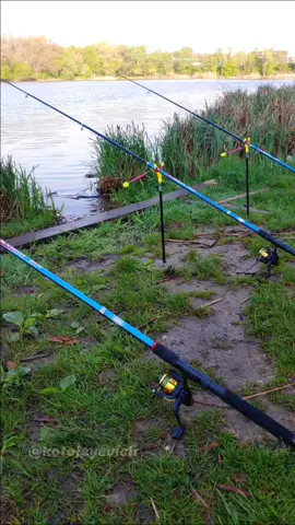 Рыбалка на фидер весной 😉🎣 #рыбалка #fishing #lovefishing  #рыболовкостя #kotofeyevich 
