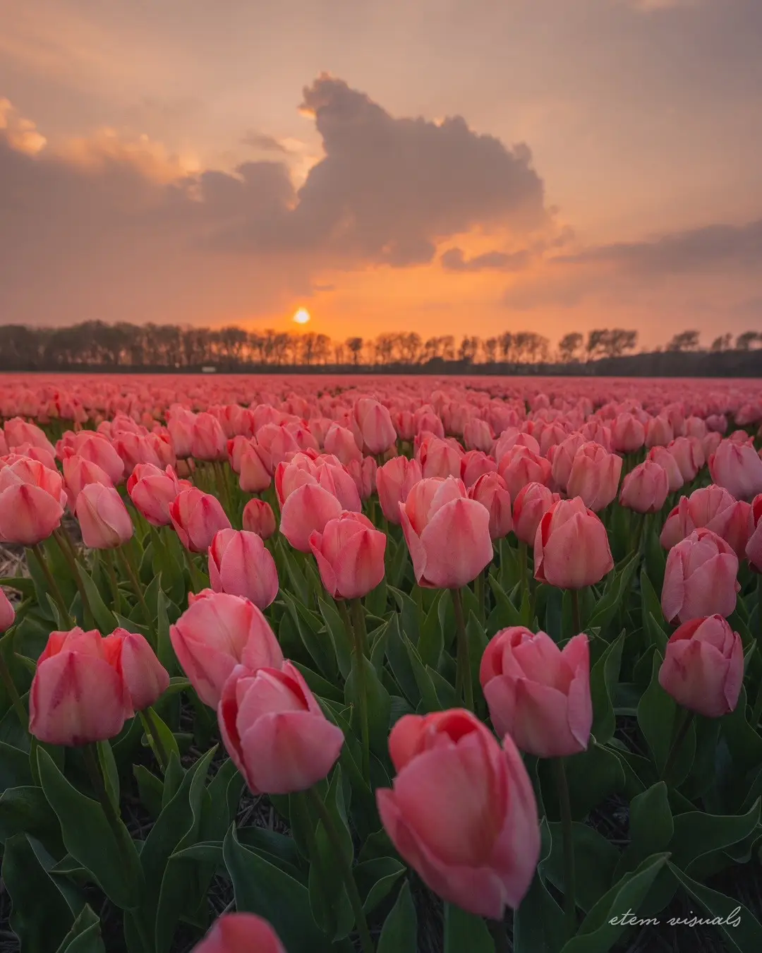 Spring at its finest ✨♥️  #fyp #tulips #netherlands #spring #tulpen #tulipanes #tulipfields #holland #beautifuldestinations #europe #sunsetlover #dutchtiktok #traveltiktok #travelling #foryourpage #explore 