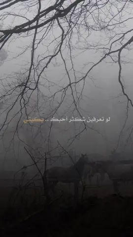 #CapCut  لو تعرفين ،  #حب #اشتياق #حبيبتي #زوجتي 