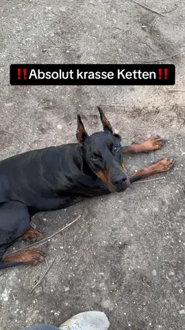 ‼️LINK IN DER BIO‼️ #foryou #viral #hunde #dog #hundevideos #dogsoftiktok #hund #dogs 
