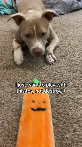 They made me do it. #dogs #dogsoftiktok 