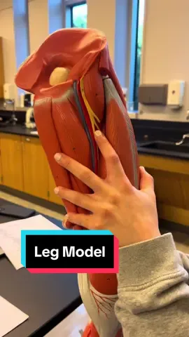 Lets go over the nerves in the leg model!! #anatomy #anatomylesson #leg #nerves 