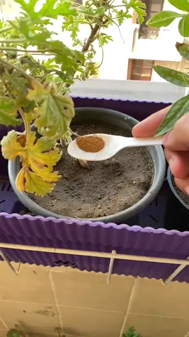 حيل زراعة هتخليك تتخلص من النمل😉❤️❤️ #fyp #plants #peanutbutter #نباتات #tiktok 