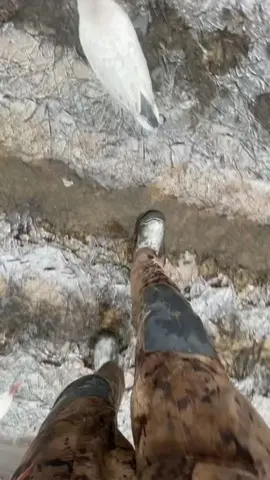 Satisfying Bird Ice Breaking 🧊🕊️ #icebreaking #ice #bird #satisfying #oddlysatisfying #asmr #fyp 