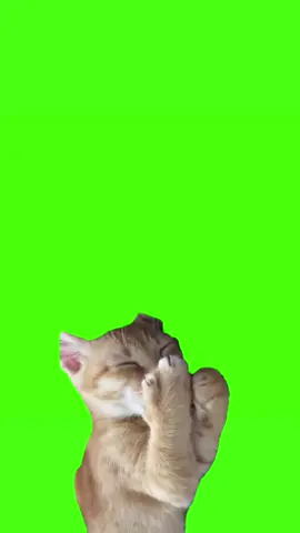 Gato rindo tela verde #greenscreenvideo #greenscreen 