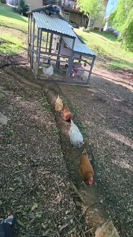 The Chicken Tunnel. My Hennies favorite form of transit. #chickens #backyardchickens #chickencoop #raisingchickens #chicken #fyp #chickentunnel #chunnel 