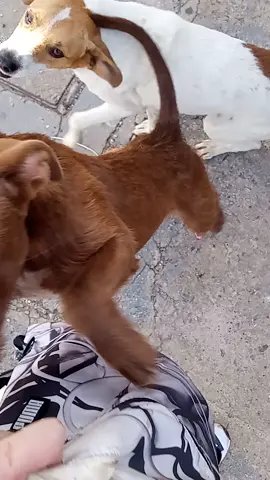 Alimentando Cachorrinhos na Rua Pt. 3!!! Por favor não esqueça de deixar seu like, comentar e compartilhar, para você é só um minuto, para eles é uma segunda chance na vida!!! #animaisdeestimação #pet #cachorrosabandonados #cachorroscomfome #fazendoadiferença 