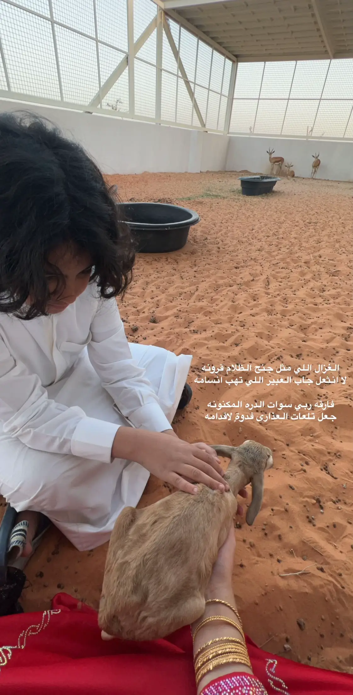 #غلا_الاومير #ماشاءالله #شقير_الجذع 