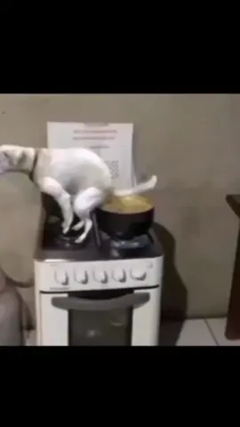 esta condimentado el guiso #perro #caca #guiso #triste #comida #shitpost #shitposting #shitpostingargentino #arg #argentina #parati #fyp #foryou #foryoupage #meme #viral #humor 