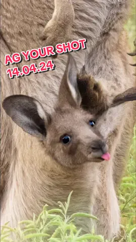 Time for Australian Geographic Your Shot! 🌼 Check out our weekly selection of images from Instagram showcasing some of our favourite photographs taken around Australia 🧡 Which do you like best?  Photographs by: 1. @sanjaya_nature_photography 2. @vik.d_wildlife 3. @west_aussie_mick 4. @jesseswildlife 5. @ollieclarkephoto 6. @jesseswildlife Are you an Australian photographer? Tag #ausgeo on Instagram for an opportunity to have your shots featured! #ausgeo #australia #photography #photoshoot #photographer #nature #naturephotography #bird #kangaroo #joey #spider #seeaustralia #Science #wildlife #aussie #lizard #cute #ocean #whale #shark #underwater #scuba #inspiration #travel #CapCut 