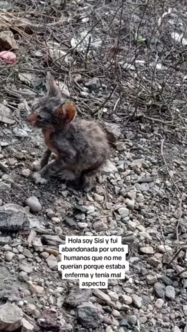 Rescate de gatita 🥺🥺  #adopta #mascotas #rescata #animales #apoyo #mejorandovidas #viral #real #parati 