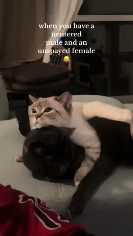 he’s just not having it anymore 😂 #cat #catsoftiktok #cats #cattok #catlife #catlifestyle #cutepet #cutepetsoftiktok #PetsOfTikTok #petlover #kittensoftiktok #pets 