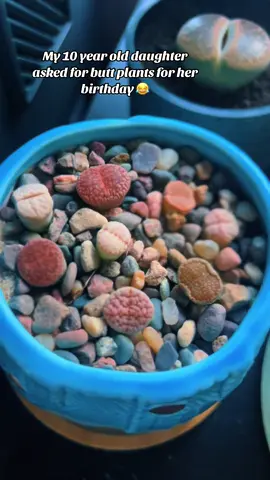 Lithops aka butt plants #PlantLover #plantsoftiktok🌱 #buttplant #lithops #stoneplant 