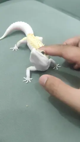sangat lucu gecko #leopardgecko #leopardgeckos #leopardgeckobreeder #gecko #smileleopardgecko #geckos 