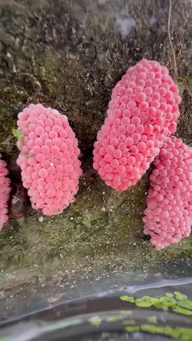 🐌🐌🐌🐌🐌#snail #egg #xuhuong #trending #asmr #satisfying #remove #relax #reels 