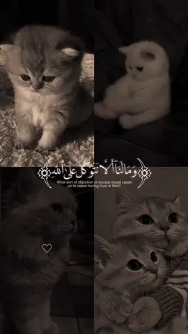 #CapCut # صوره قطه كيوت # القرآن الكريم 